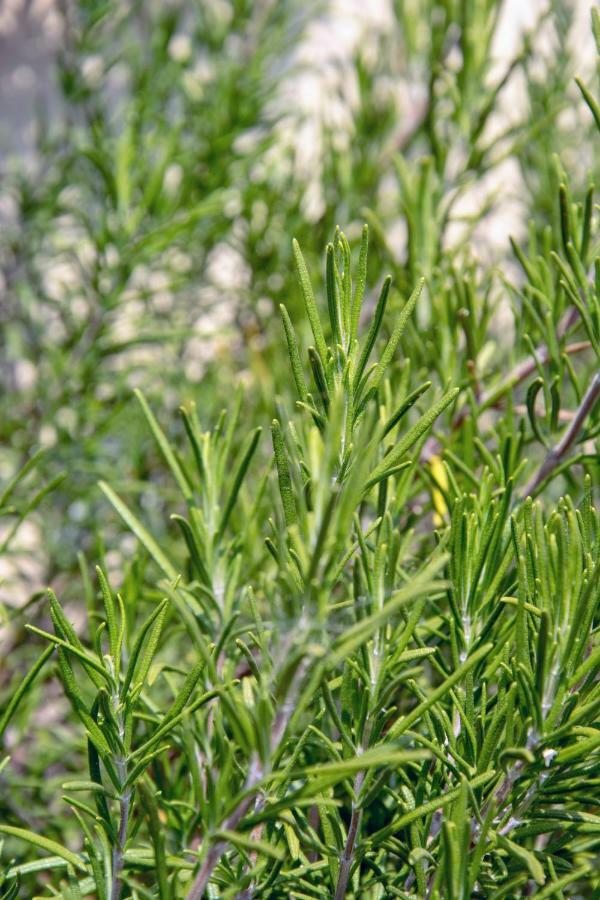 Le Ortensie Dolceacqua Exterior foto